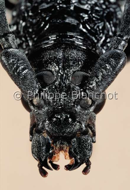 Cerambyx cerdo.JPG - Cerambyx cerdo (Portrait)Grand CapricorneLong horned beetleColeopteraCerambycidaeFrance